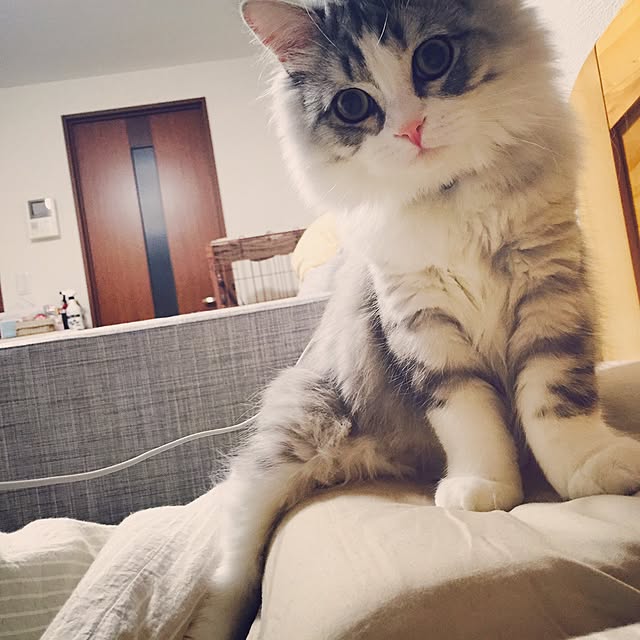 Yokoさんの実例写真