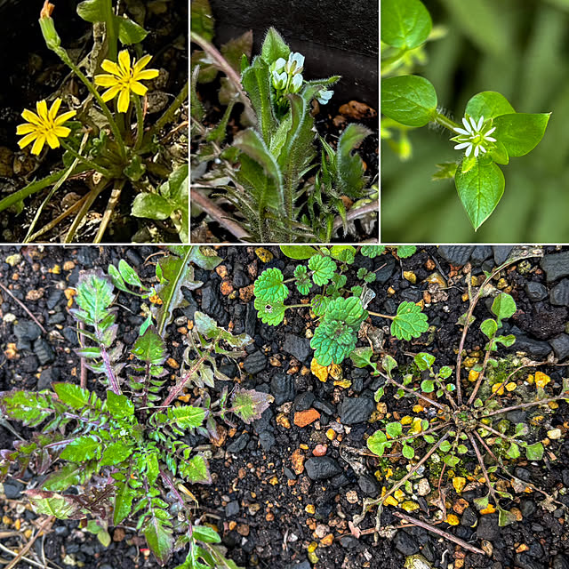 fawnさんの実例写真