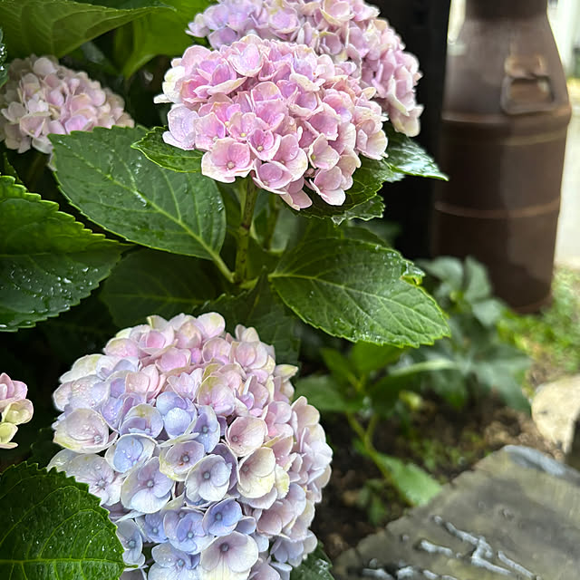 mameshibaさんの部屋