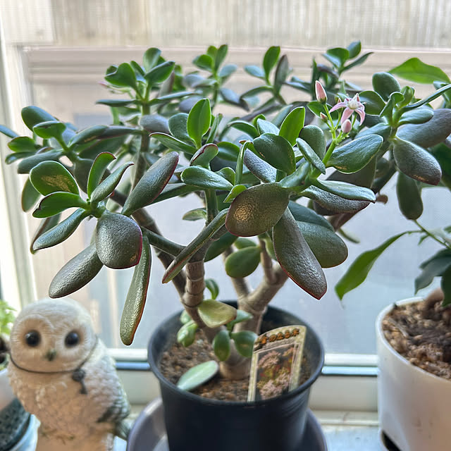 sukkorobiさんの部屋