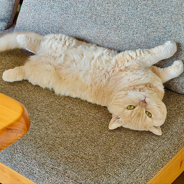 naokoさんの実例写真