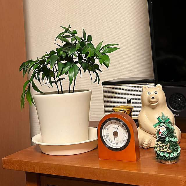 その後/観葉植物/壁/天井のインテリア実例 - 2022-12-09 20:25:37