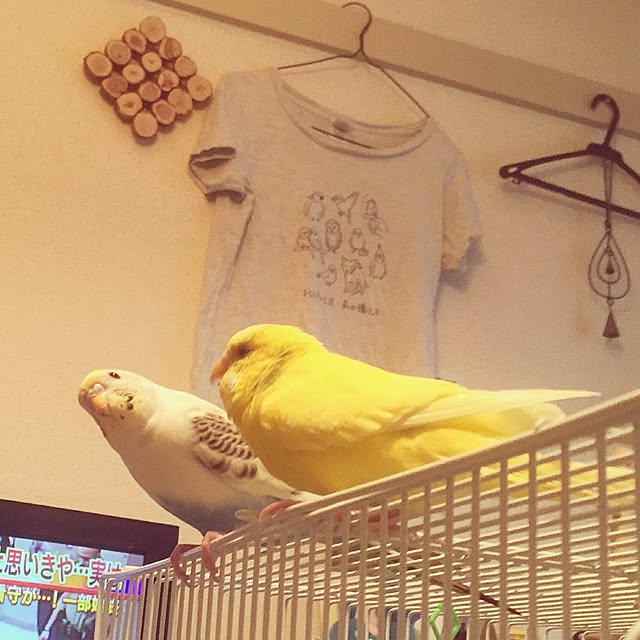 torihanaさんの実例写真