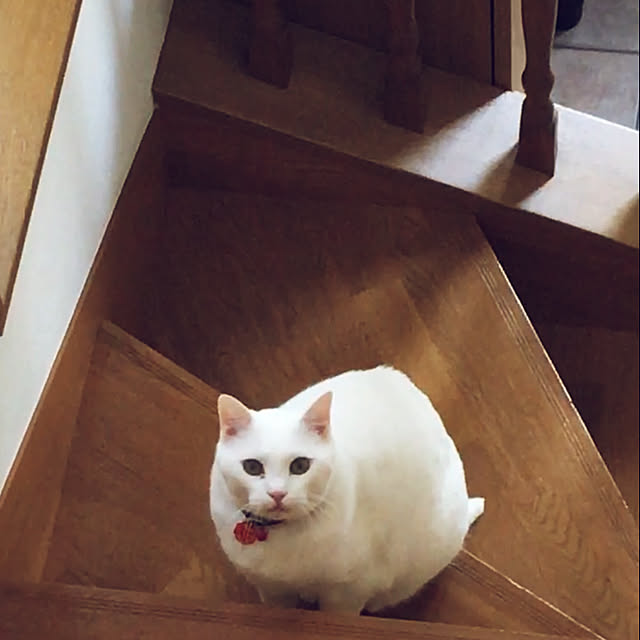 tekokaasanさんの実例写真
