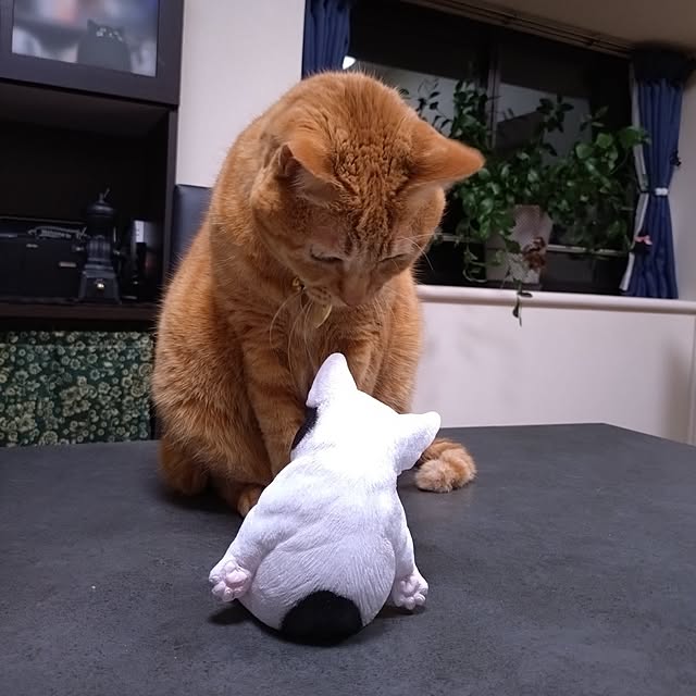 NOAHさんの部屋