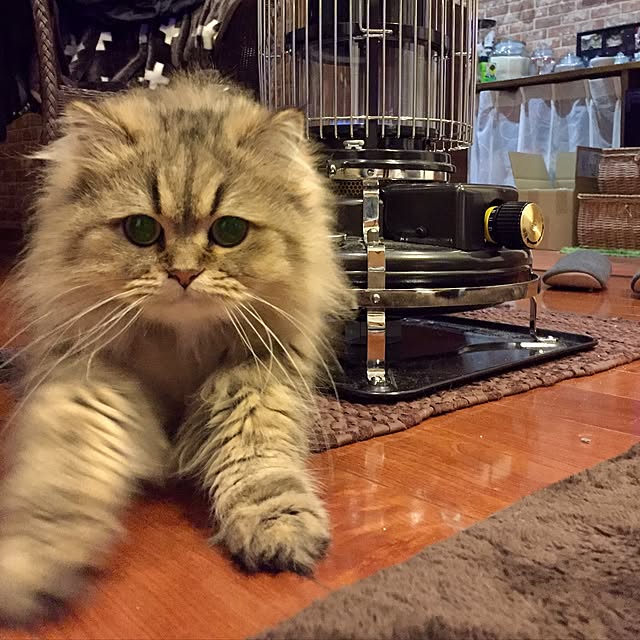 butachanさんの実例写真