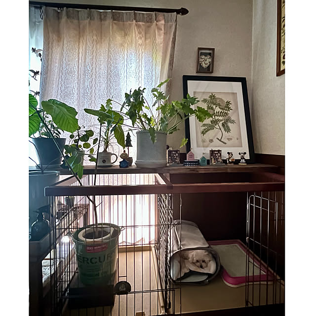 cotaさんの部屋