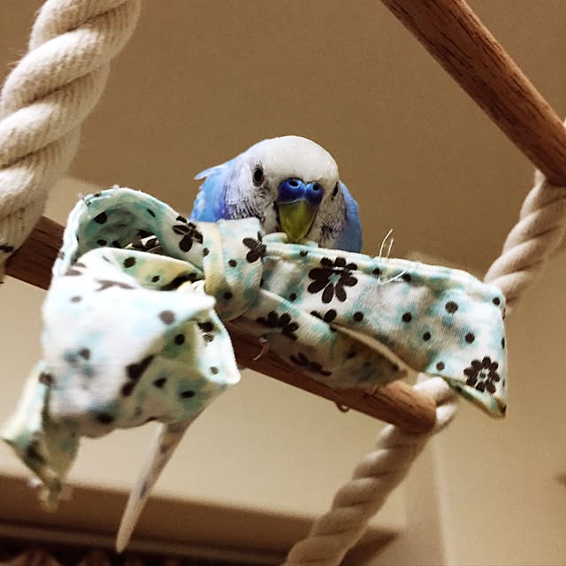 toratanさんの実例写真