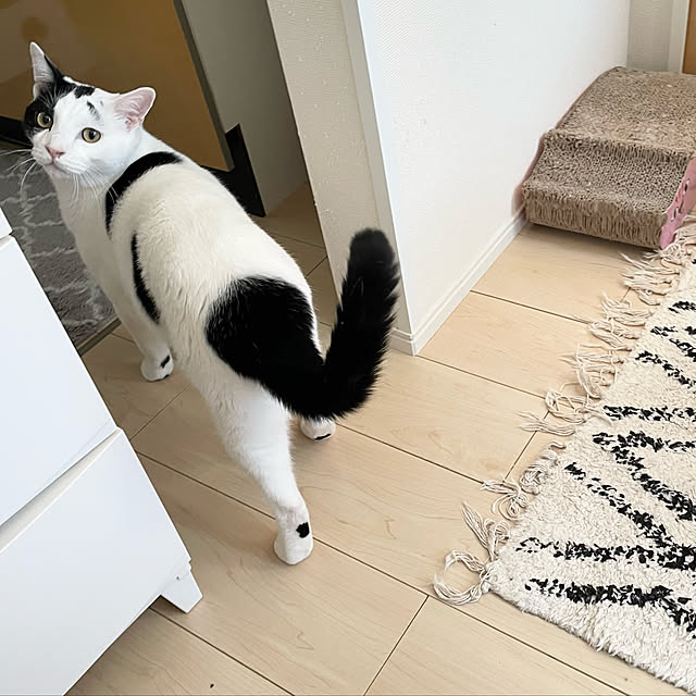 chikoさんの実例写真