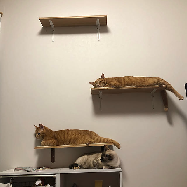 necomameさんの実例写真