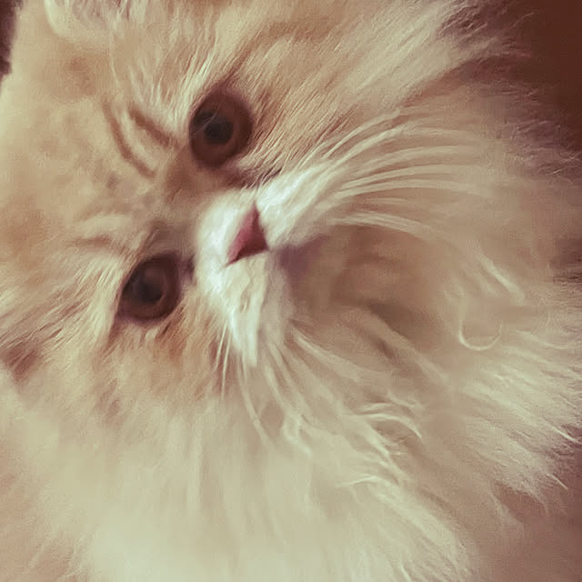COCOさんの実例写真