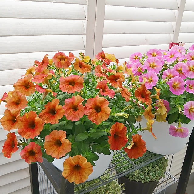 VERANDARJUNさんの実例写真