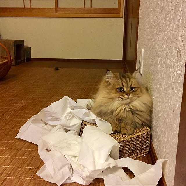 butachanさんの実例写真
