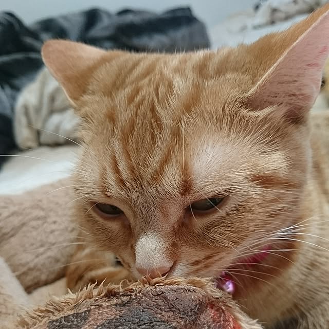 shinobuさんの実例写真