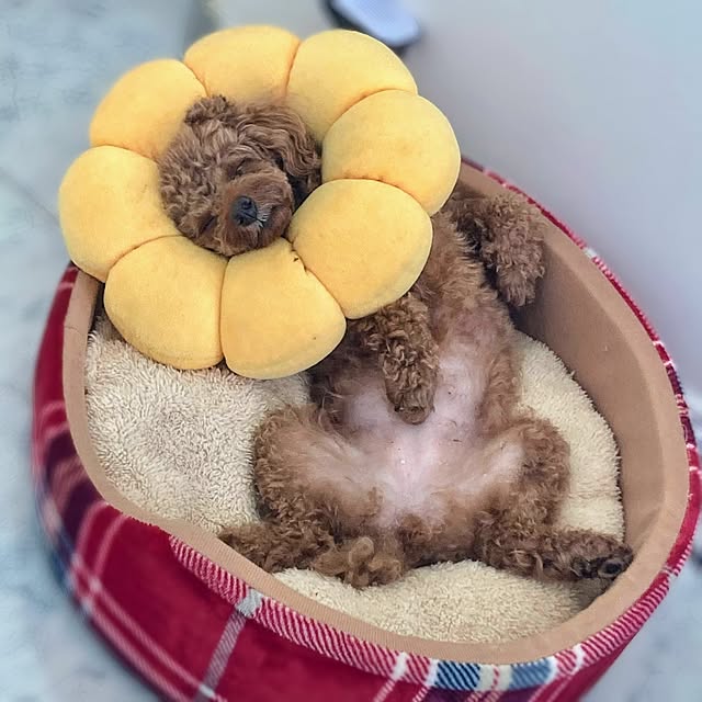MOMOMAMAさんの実例写真