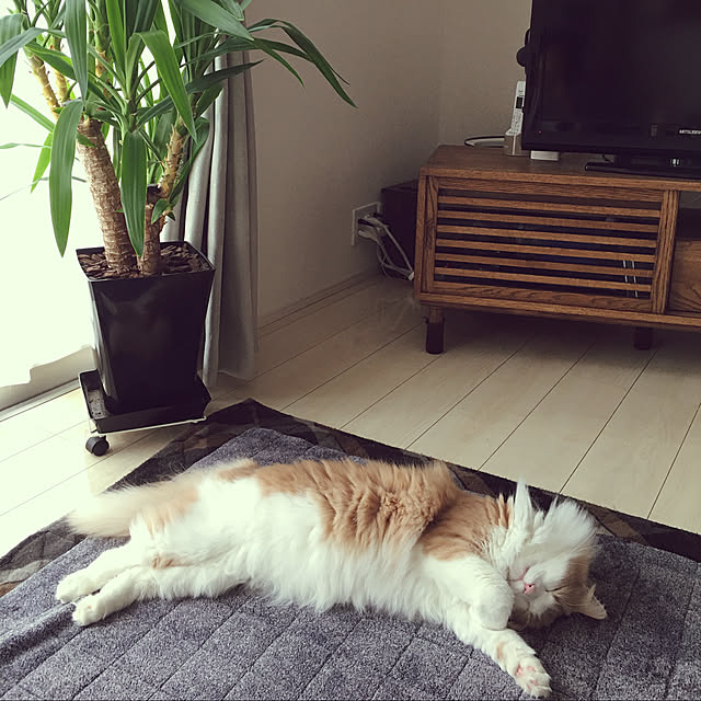 ねこのいる日常/ナチュラル/部屋全体のインテリア実例 - 2021-03-09 22:42:23