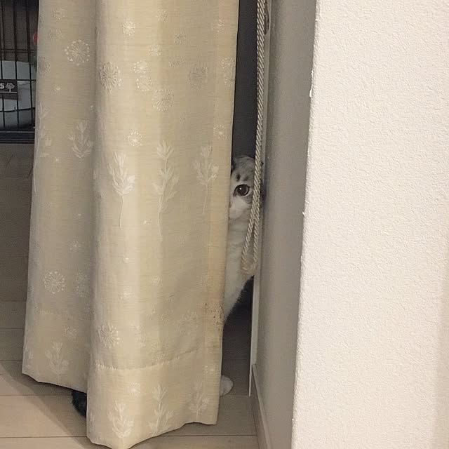 yokkochanさんの実例写真