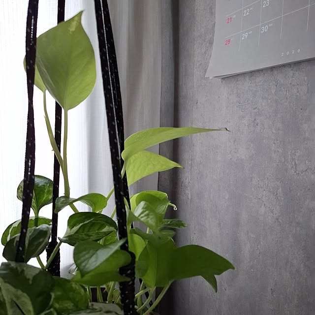 noaさんの実例写真