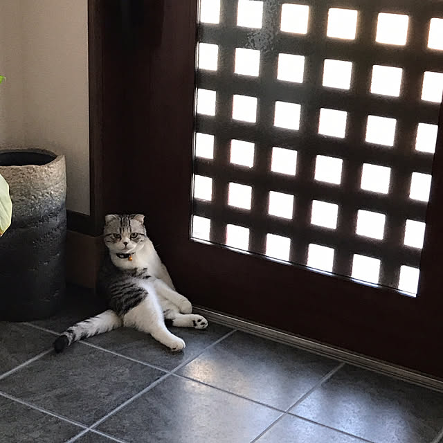 Dahliaさんの実例写真
