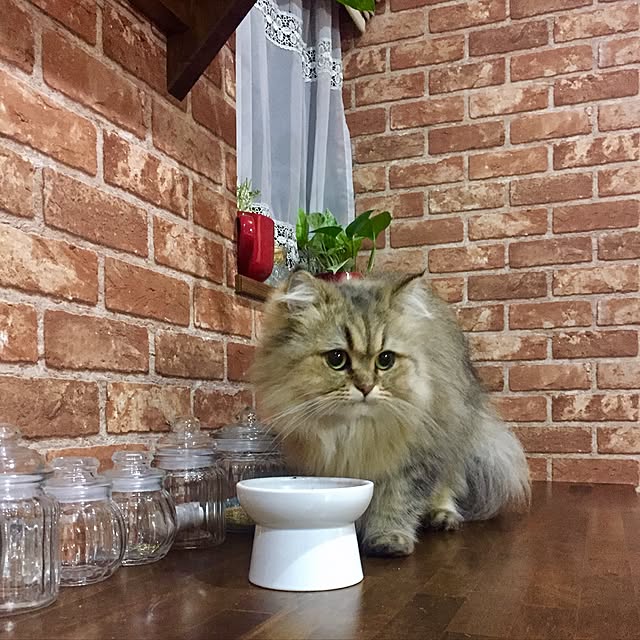 butachanさんの実例写真