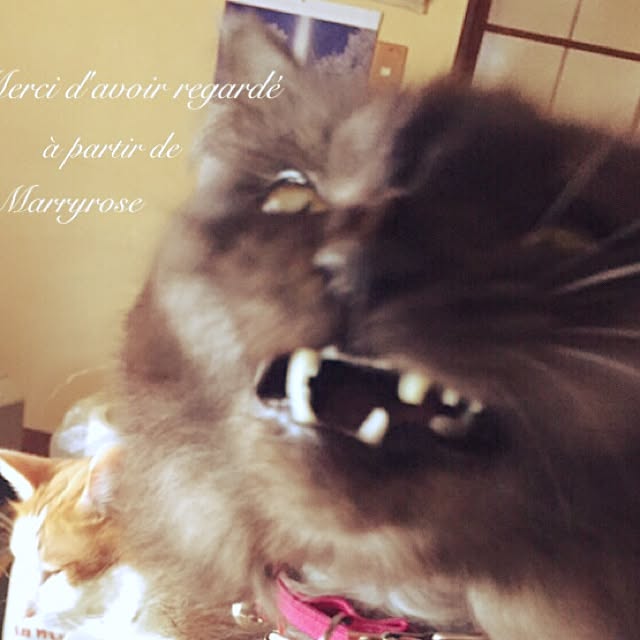 maria.rさんの実例写真