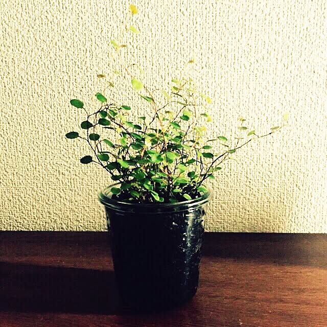ryu_2001_RADWIMPSさんの実例写真