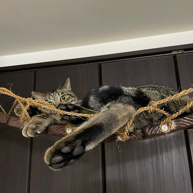 coolcats0528さんの実例写真