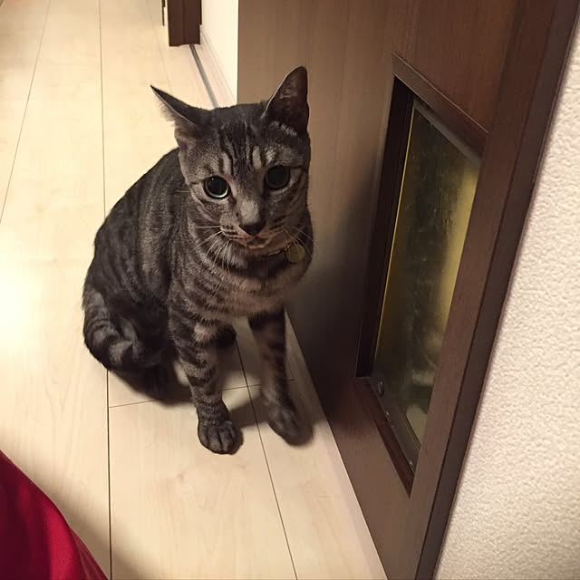 shimaumiさんの実例写真