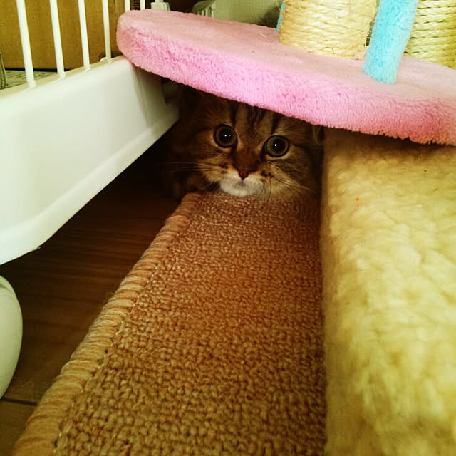 musicsukiさんの実例写真