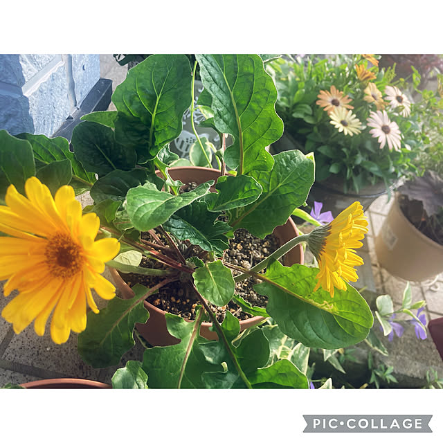 CoCo0617さんの部屋