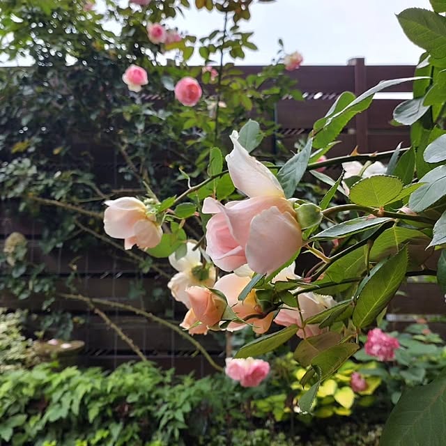 figaroさんの部屋