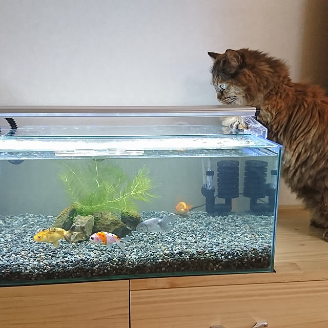 nekomajinさんの実例写真