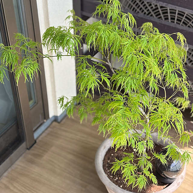 busho_no_hahaさんの部屋