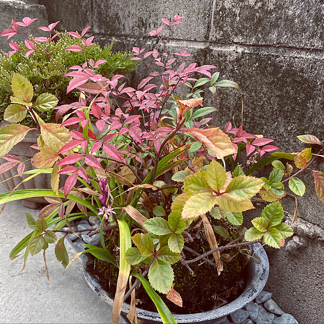 Erenaさんの実例写真