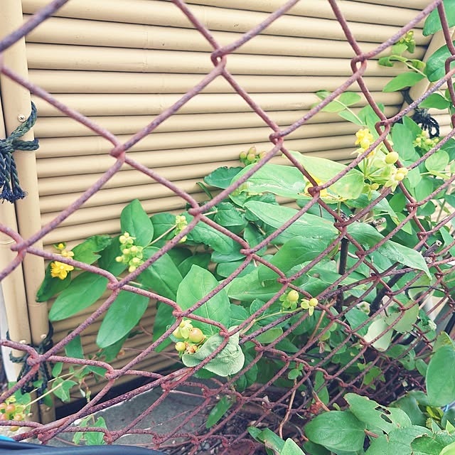 Green-appleさんの部屋