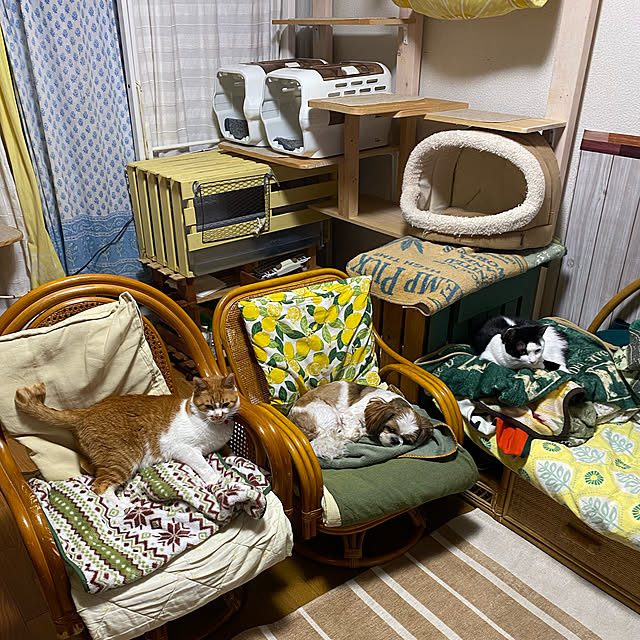 SHIHOさんの実例写真