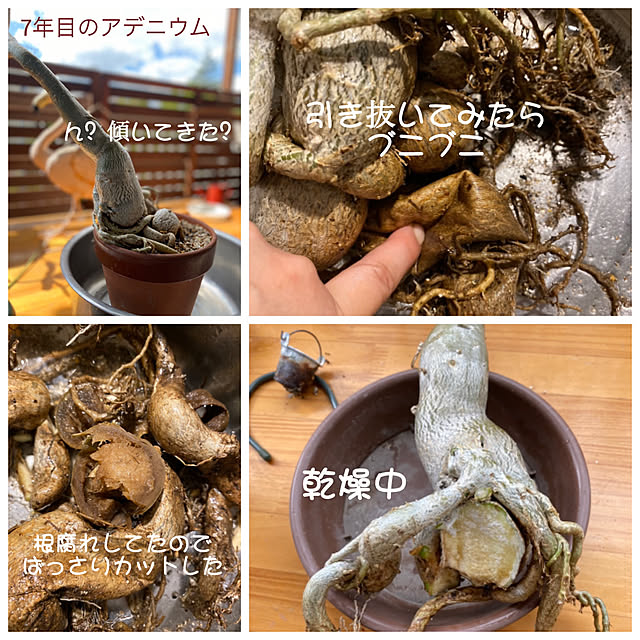 tarezo33さんの実例写真
