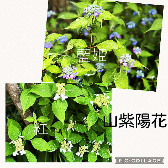 CoCo0617さんの部屋