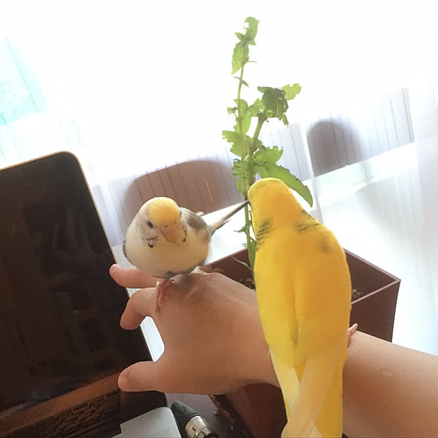 torihanaさんの実例写真