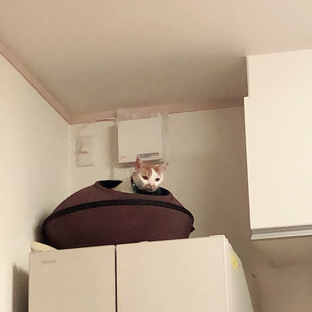 Gomaさんの実例写真