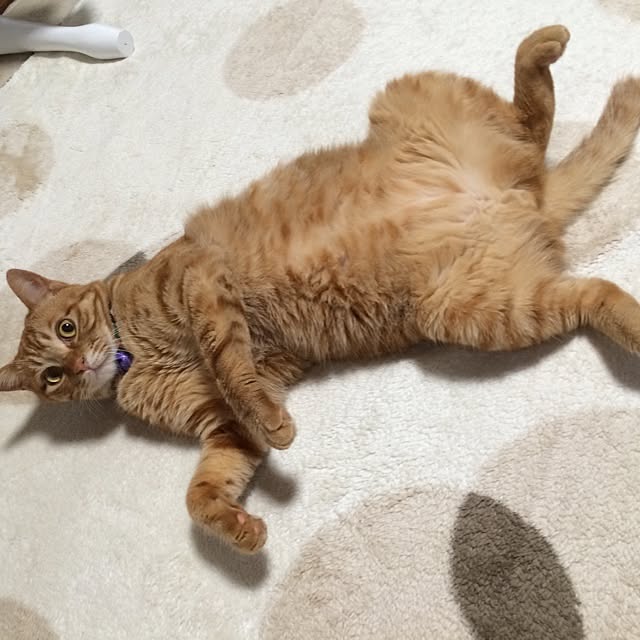 tiduruさんの実例写真