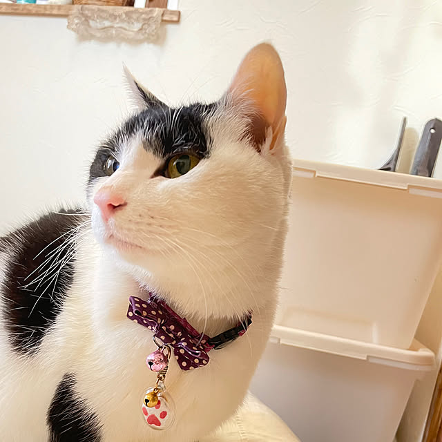 nekosamaさんの部屋