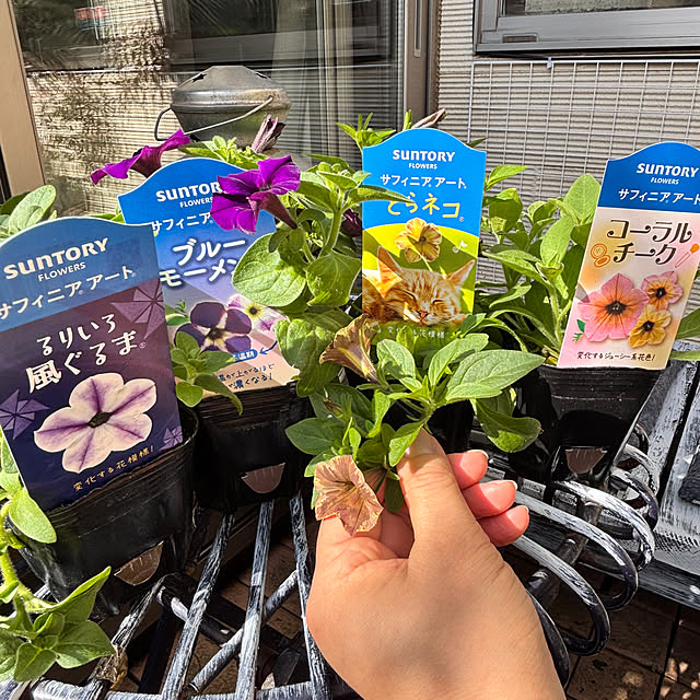 greycatsさんの部屋