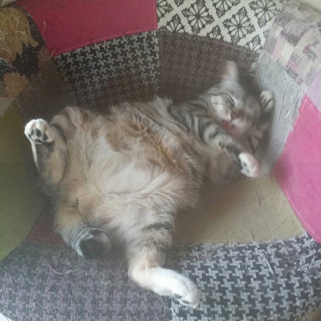 annさんの実例写真