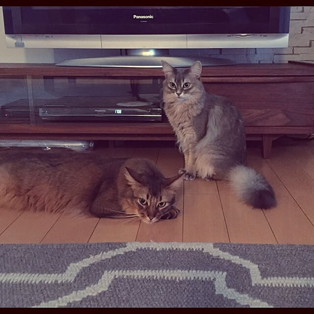 shihoさんの実例写真