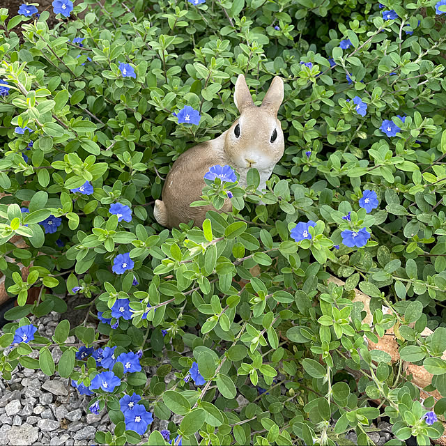 ronronさんの実例写真