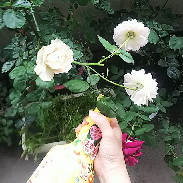 hiromimiさんの実例写真