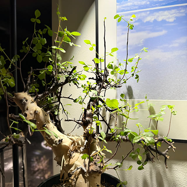 nuruiさんの部屋