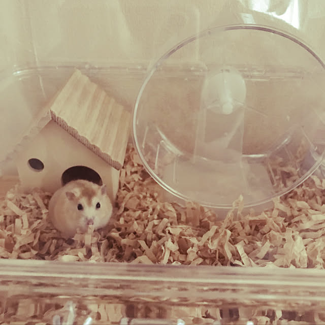 maimaiさんの実例写真