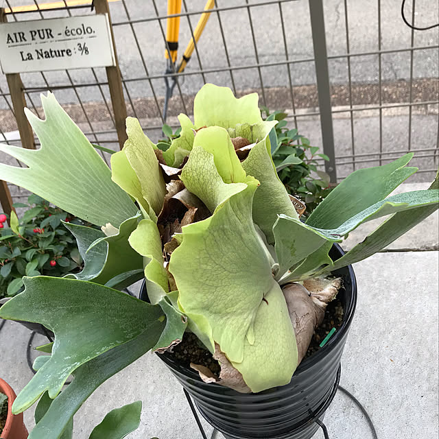 MIUさんの実例写真